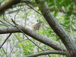 Image of White's Thrush