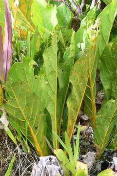 Image of Anthurium jenmanii Engl.