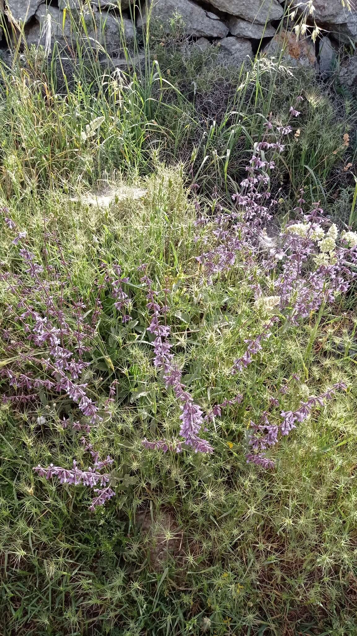 Image of Salvia judaica Boiss.