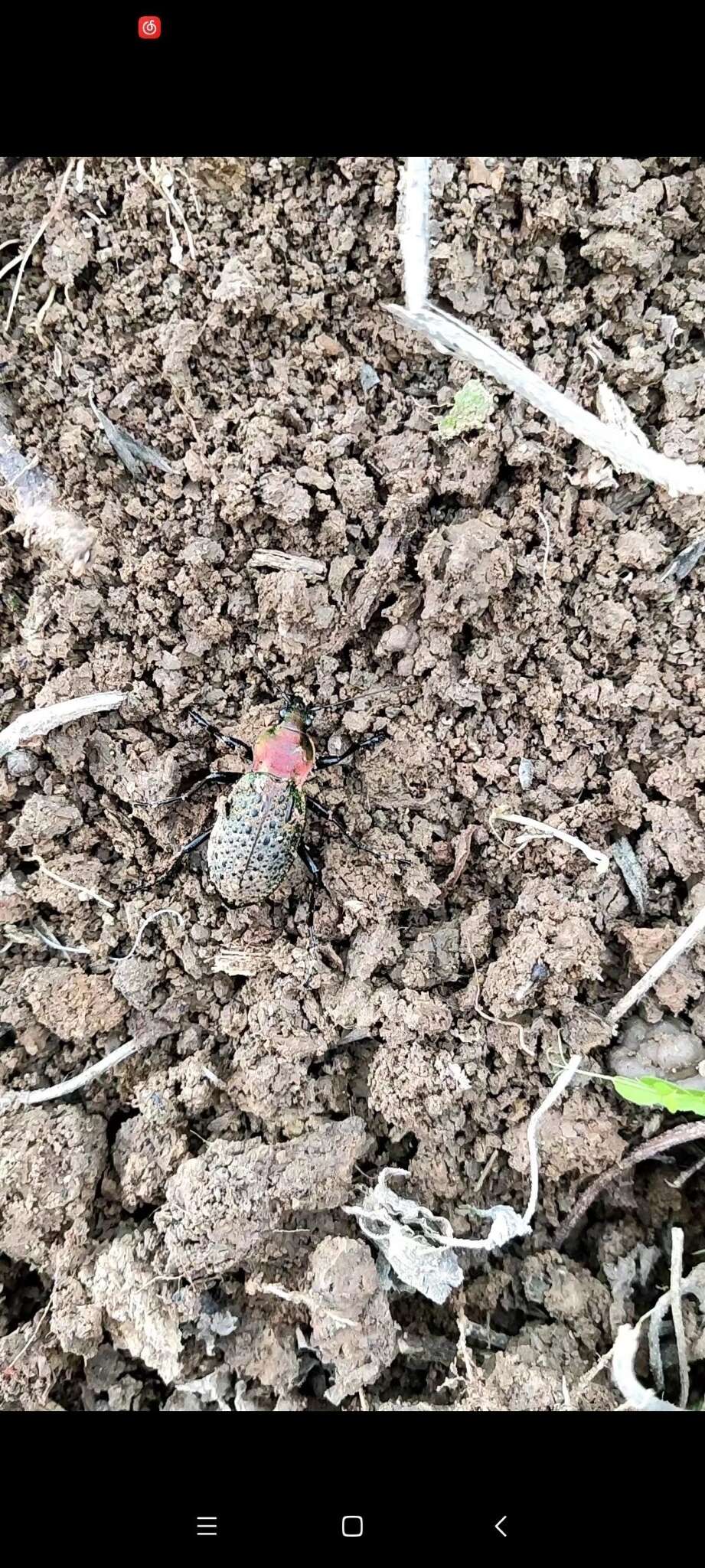 Carabus (Coptolabrus) elysii J. Thomson 1856 resmi