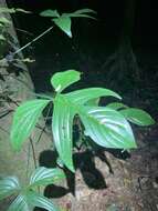 صورة Philodendron quinquelobum K. Krause