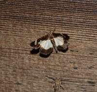 Image of Common Spring Moth