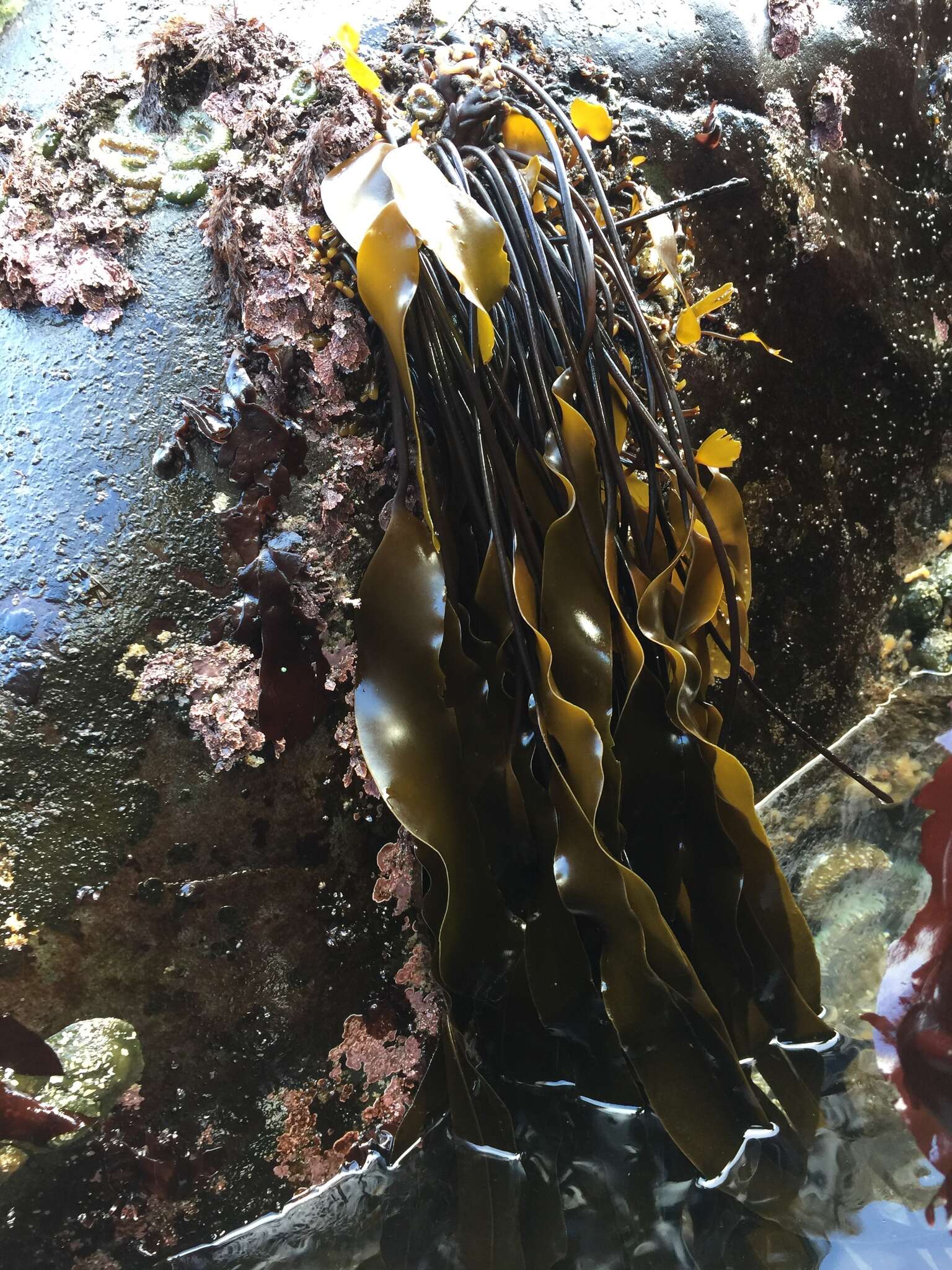 Image de Laminaria sinclairii