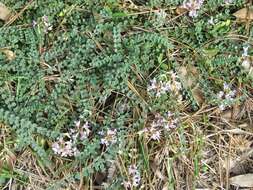 Sivun Astragalus obcordatus Ell. kuva