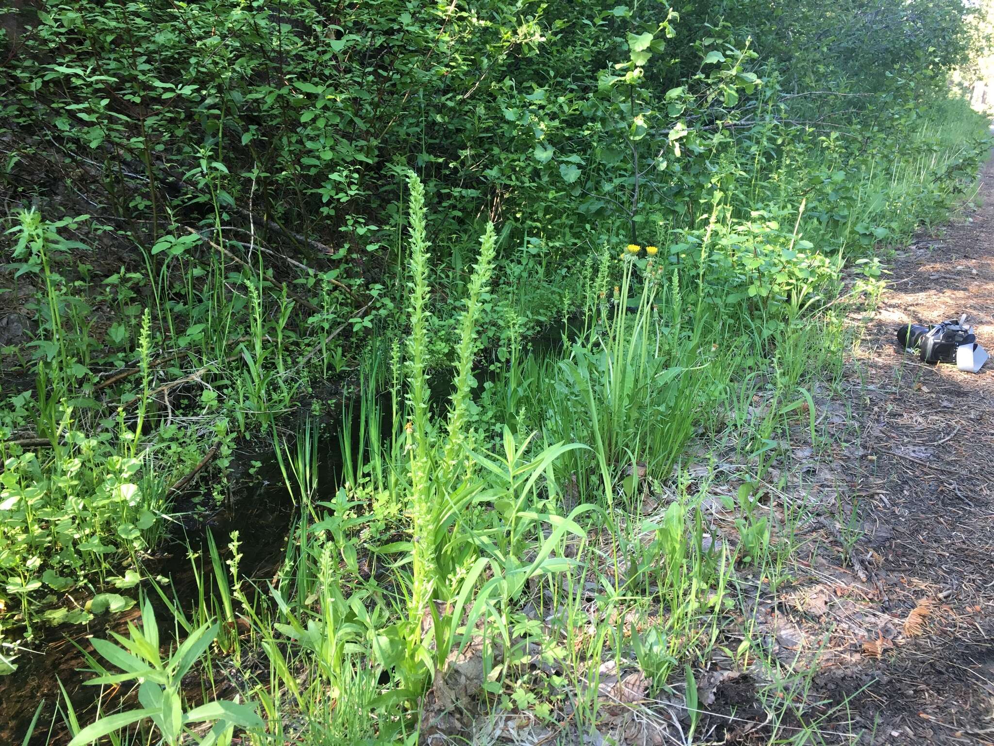 Image of Canyon Bog Orchid