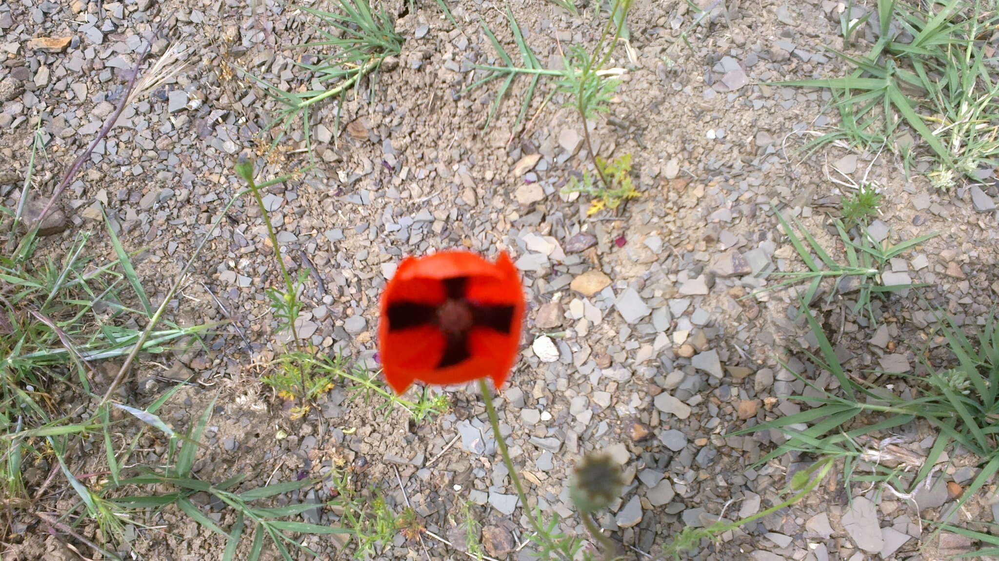 Image of Papaver dubium subsp. stevenianum (Mikheev) Kubat & Siposova