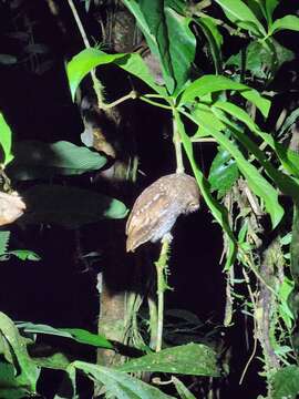 Image of Choco Screech Owl