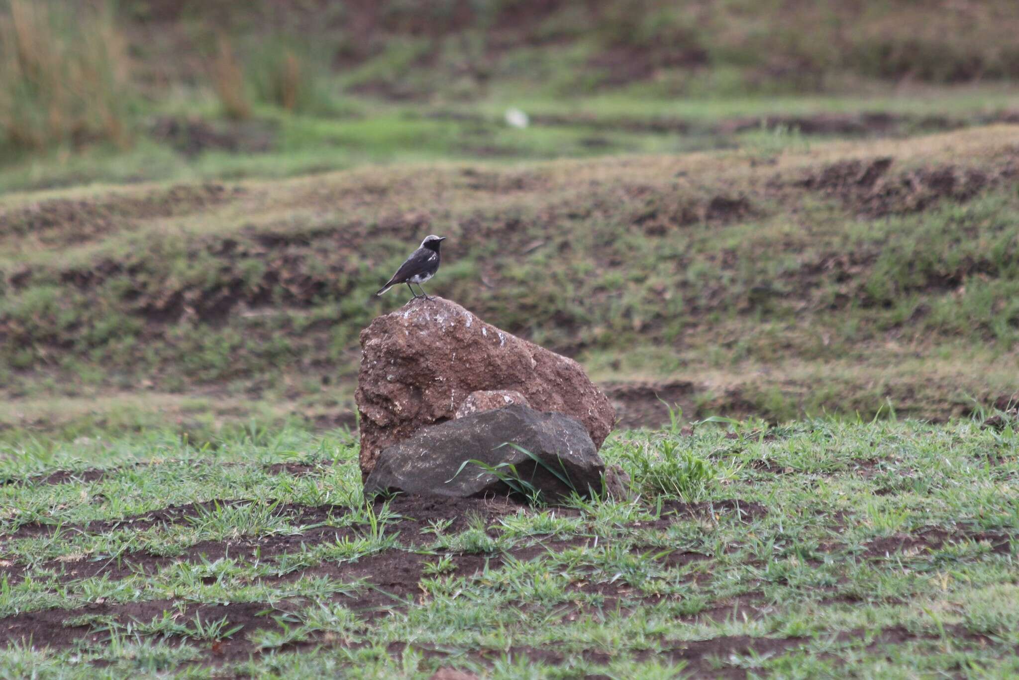 Image of Mountain Wheatear