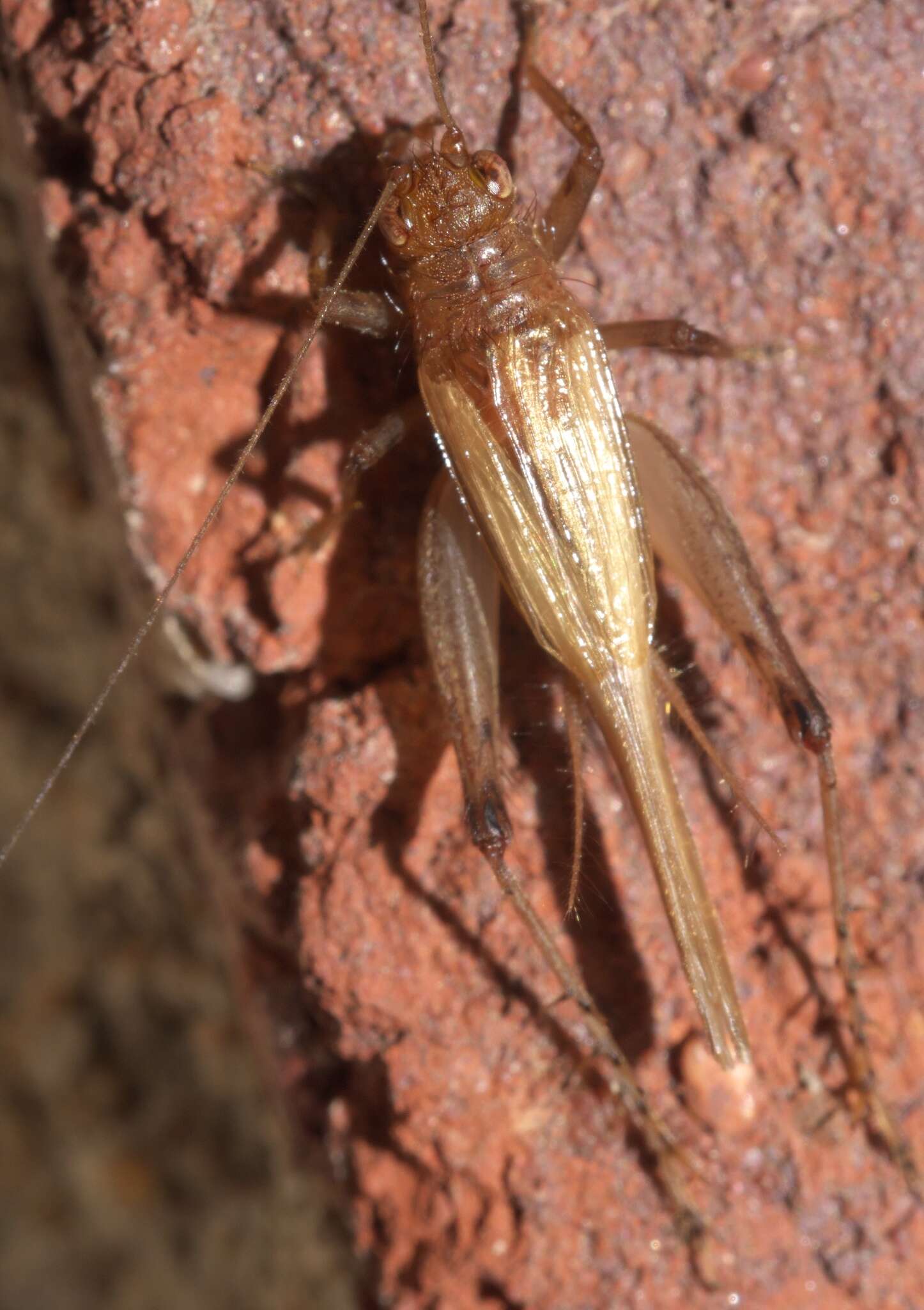 Image of Anaxipha vernalis Walker, T. J. & Funk 2014