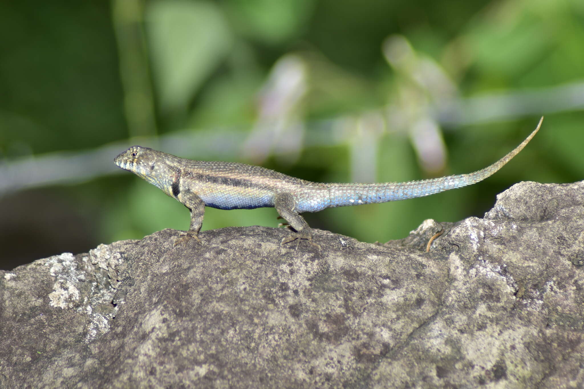 Imagem de Sceloporus pyrocephalus Cope 1864