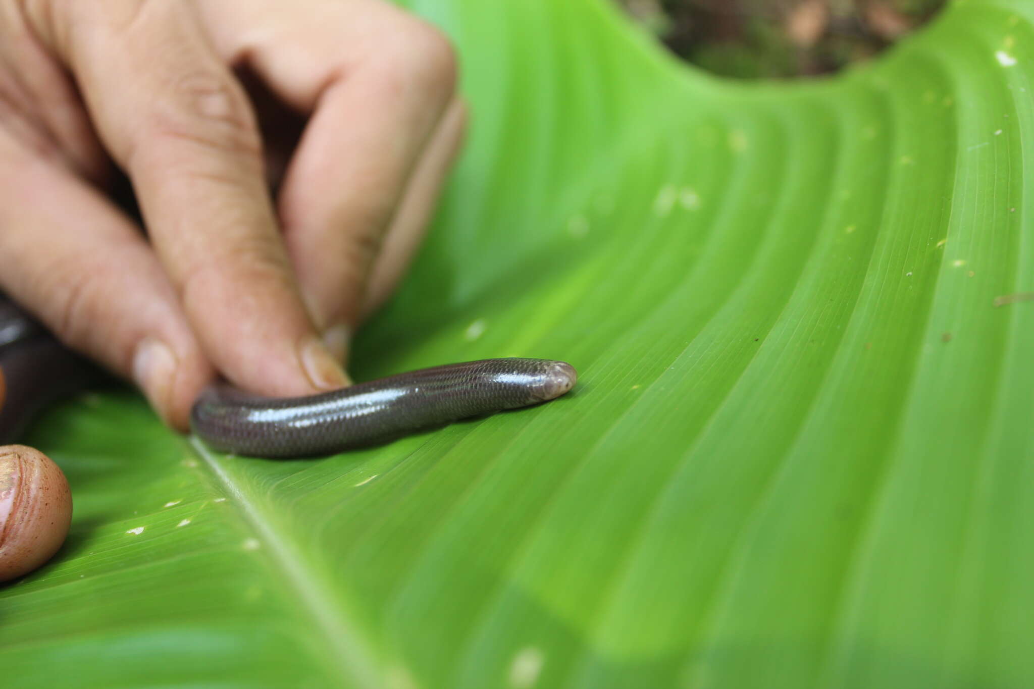 Image of Amerotyphlops tycherus (Townsend, Wilson, Ketzler & Luque-Montes 2008)