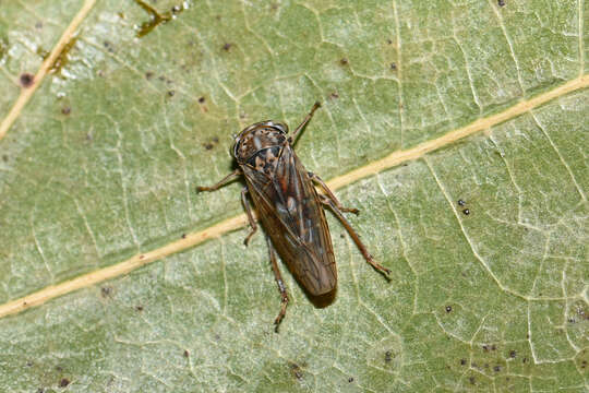 Image of Leafhopper