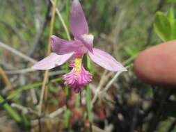 Image of snakemouth orchid