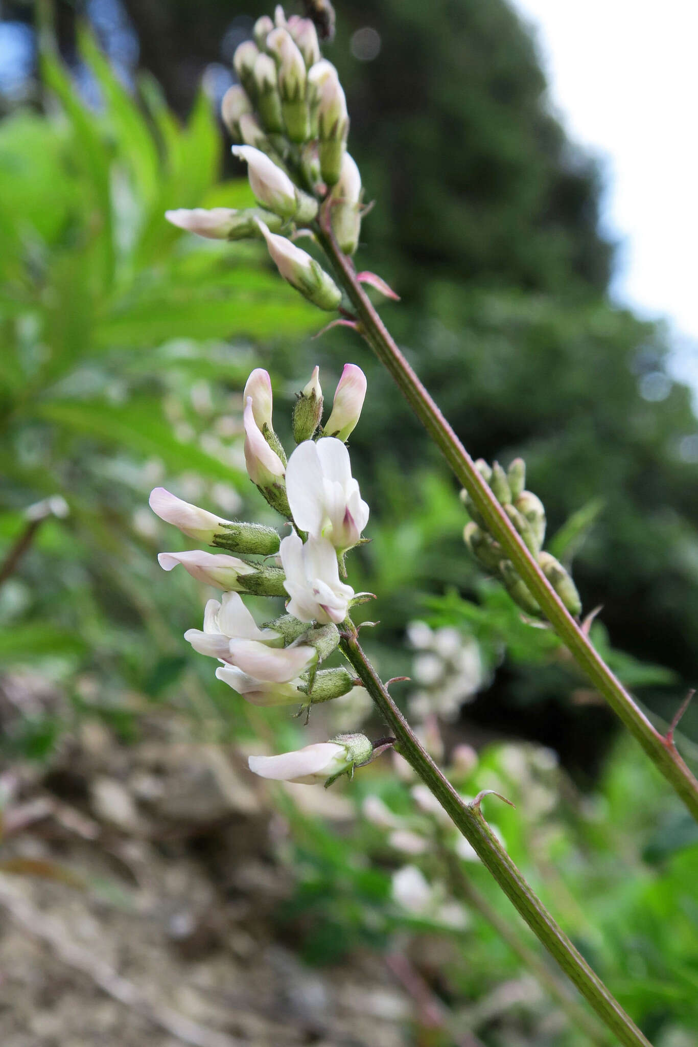 Astragalus robbinsii (Oakes) A. Gray的圖片