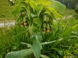 Cerinthe glabra Miller resmi