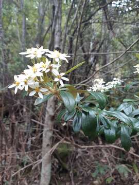 Olearia persoonioides (DC.) Benth. resmi