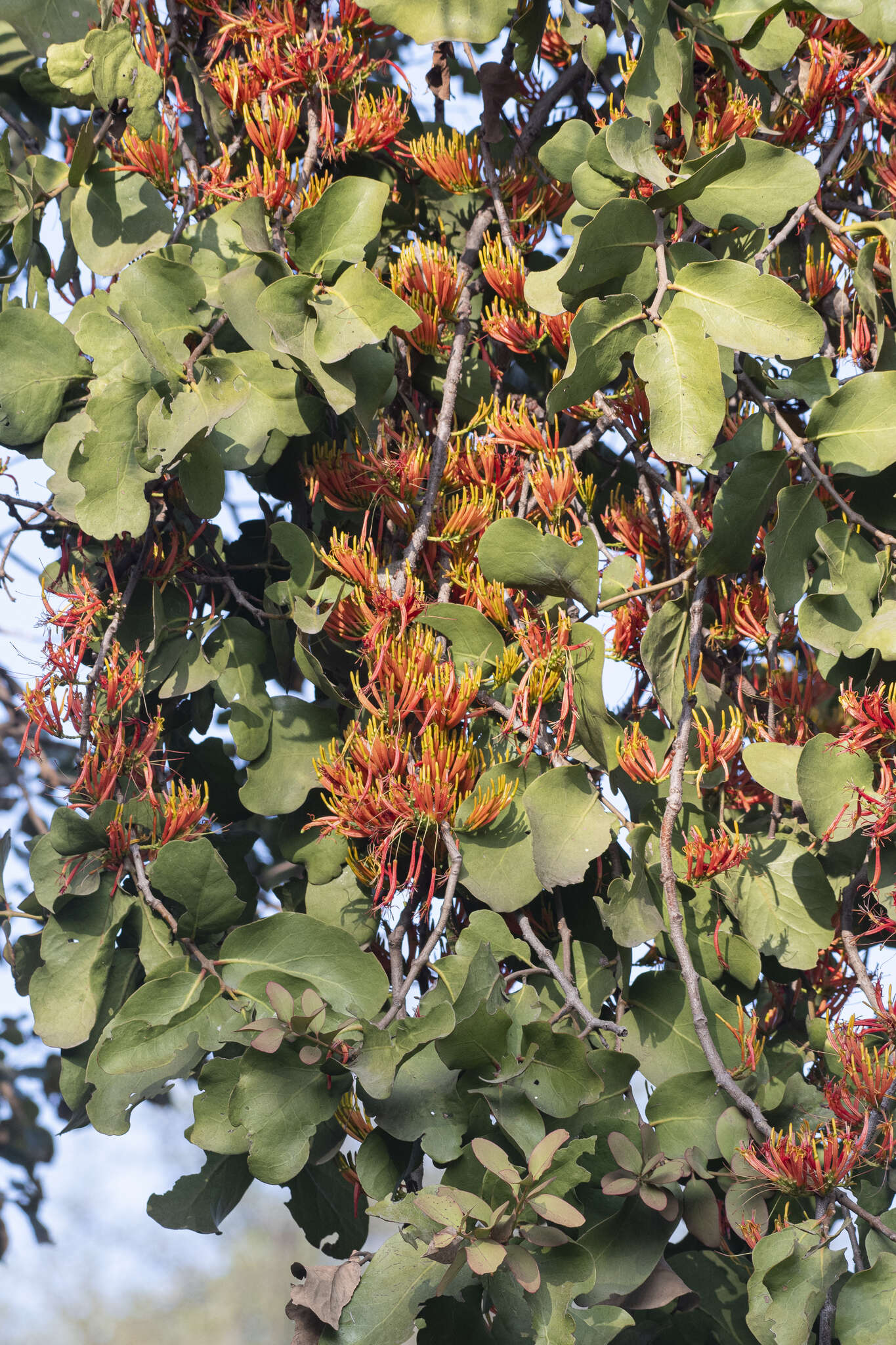 Слика од Dendrophthoe falcata (L. fil.) Bl.