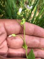 Claytonia palustris Swanson & Kelley resmi