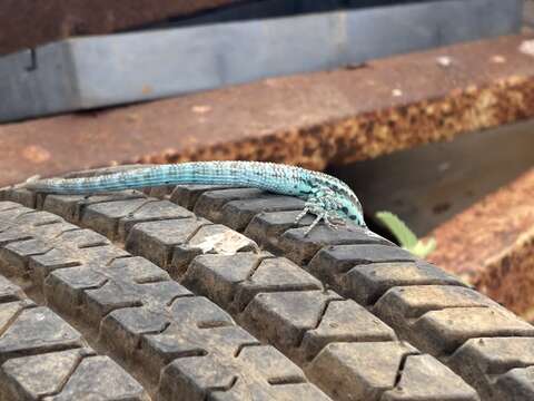 Image of Clarion Island Tree Lizard