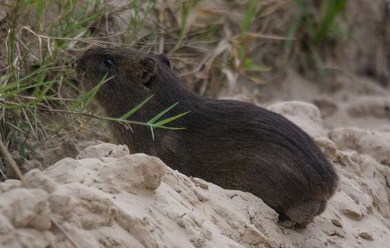 Image of Greater Guinea Pig