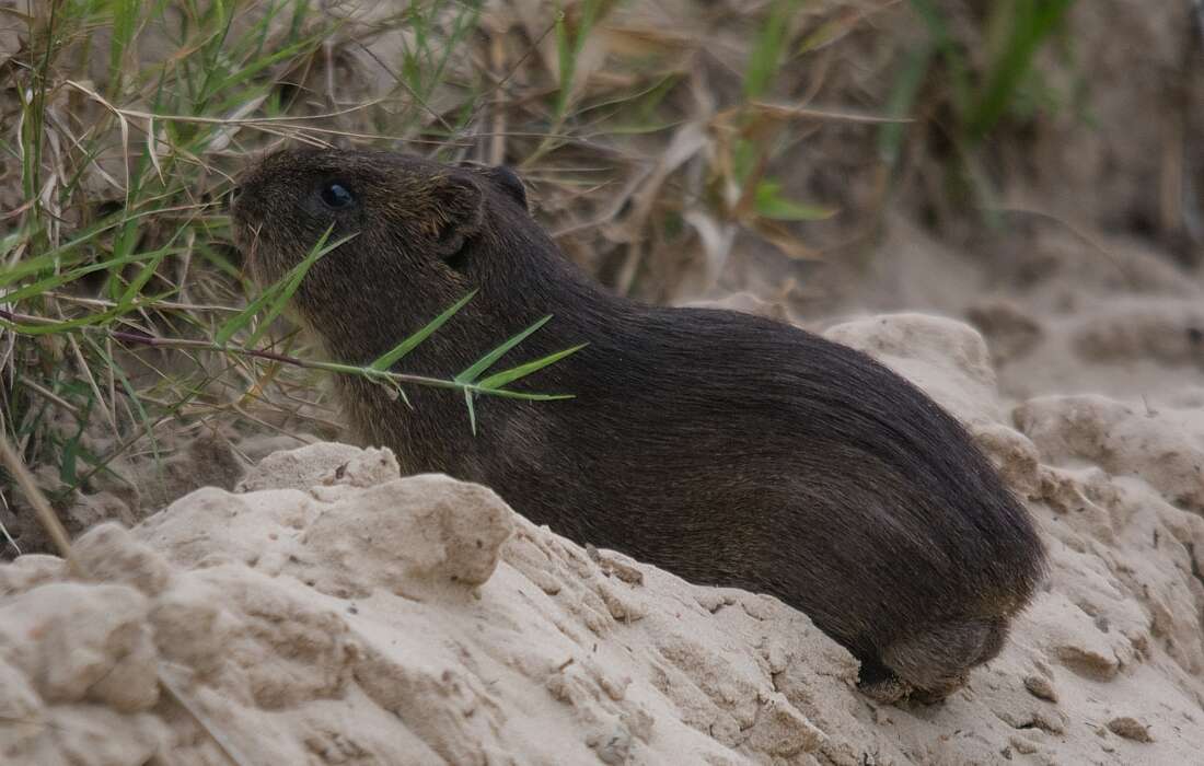 Imagem de Cavia magna Ximinez 1980