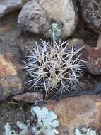 Image of Eriosyce curvispina subsp. marksiana (F. Ritter) Ferryman