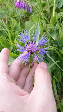 Image of Centaurea triumfettii subsp. tanaitica (Klok.) Dostál