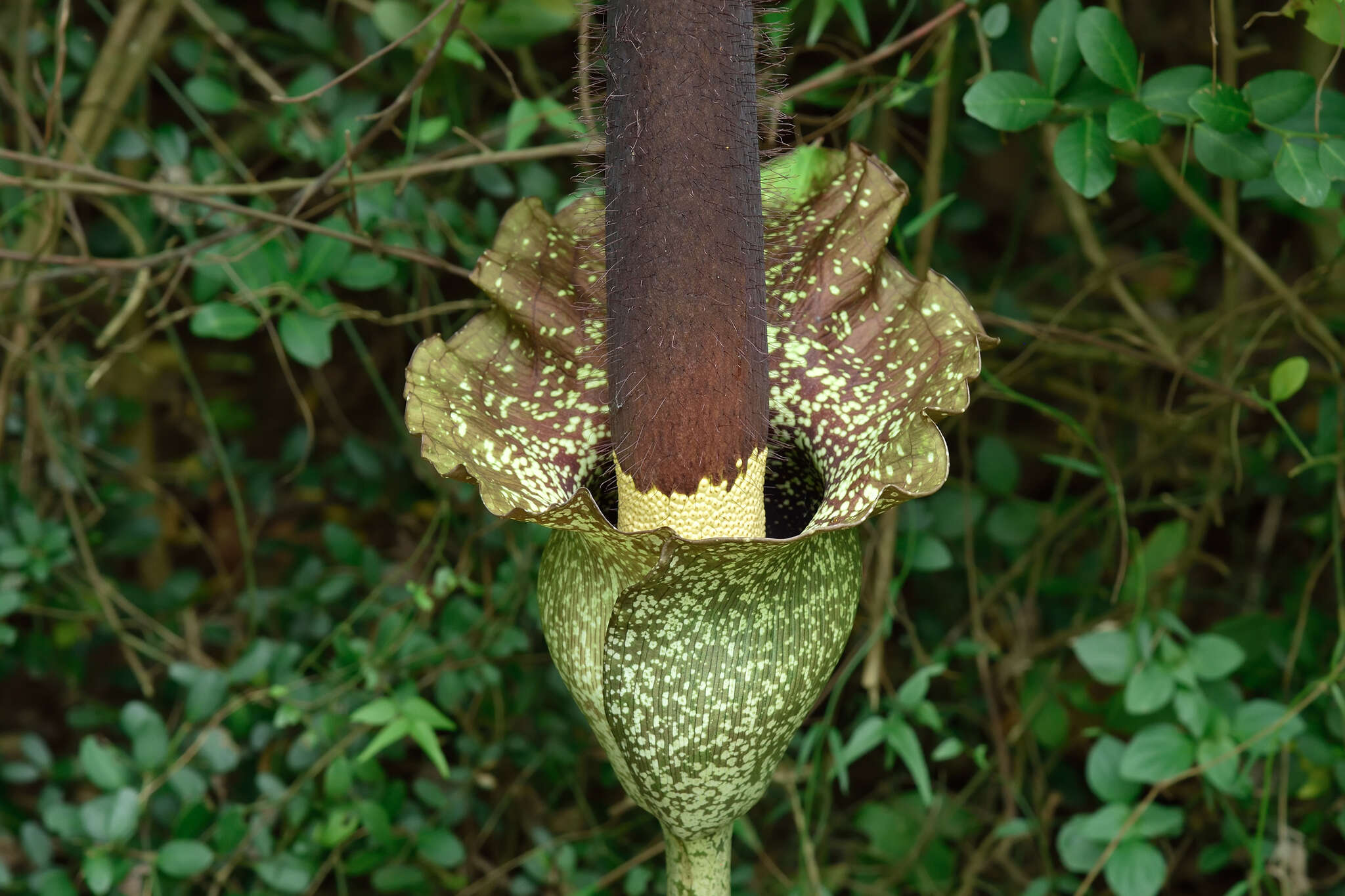 Amorphophallus hirtus N. E. Br. resmi