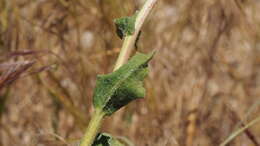 Plancia ëd Hulsea californica A. Gray