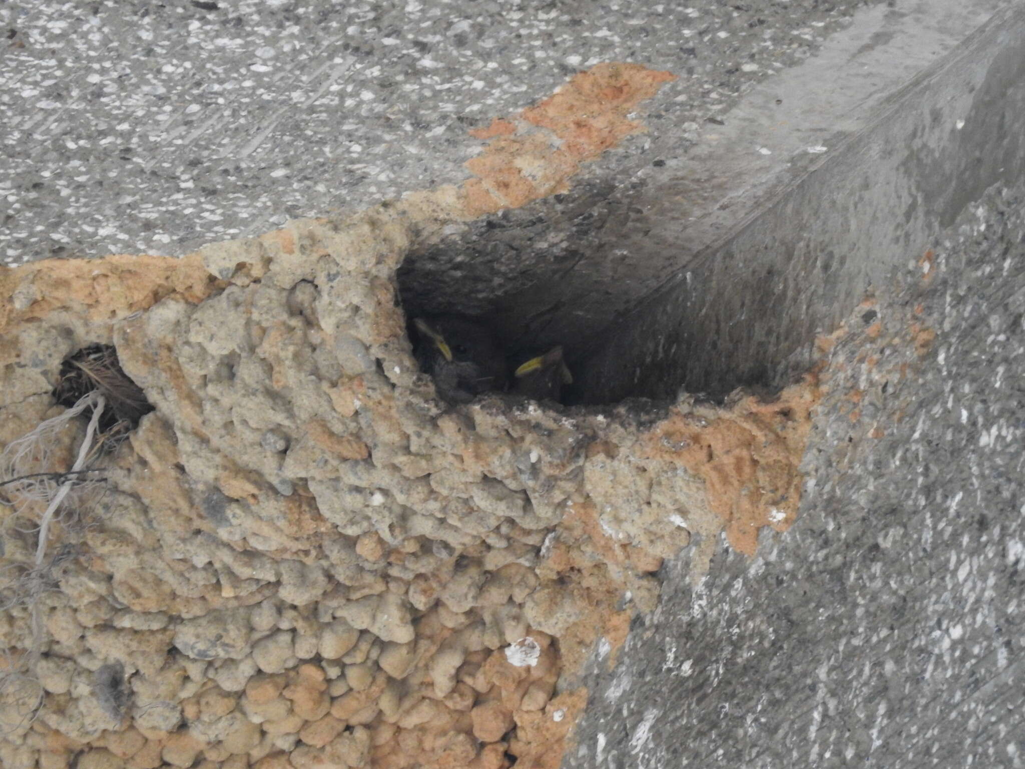 Image of Striated Swallow