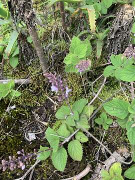 Слика од Plectranthus rubropunctatus Codd