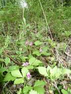 Image de Rubus arcticus subsp. acaulis (Michx.) Focke