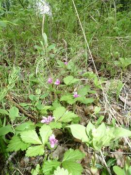 Image of dwarf raspberry