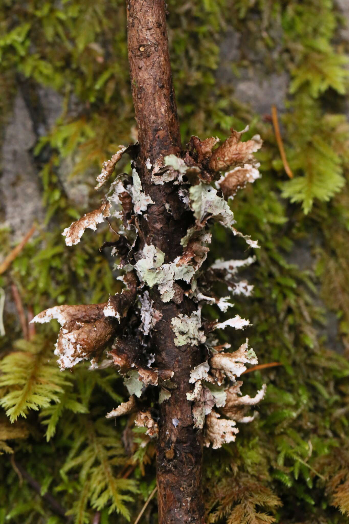 Image of Varied Rag Lichen