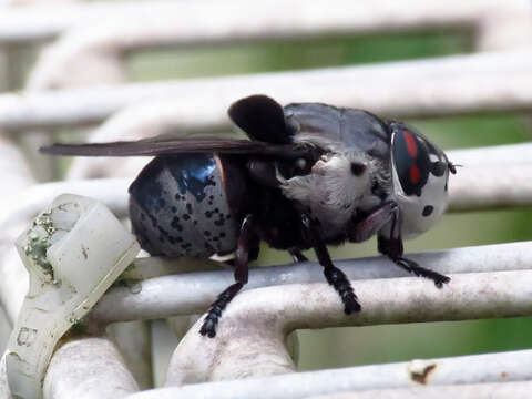 Cuterebra buccata (Fabricius 1775) resmi