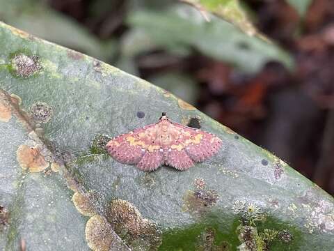 Image de Cerynea thermesialis Walker 1865