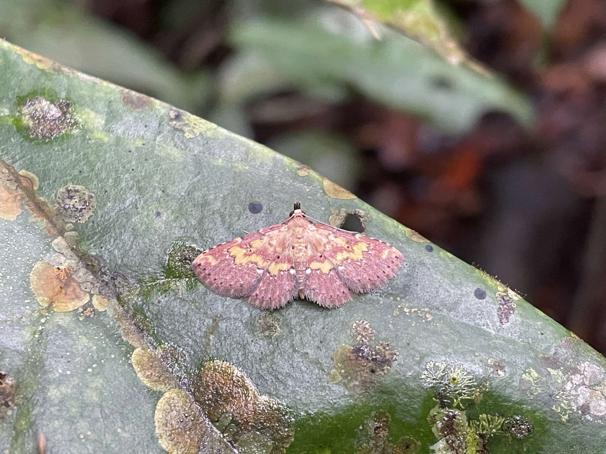 Sivun Cerynea thermesialis Walker 1865 kuva