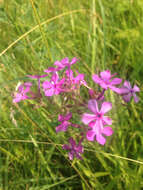 Sivun Phlox pilosa subsp. sangamonensis D. A. Levin & D. M. Sm. kuva