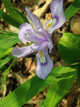 Image of crested iris