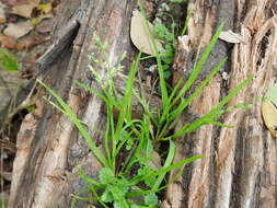 Image of Annual Meadow Grass