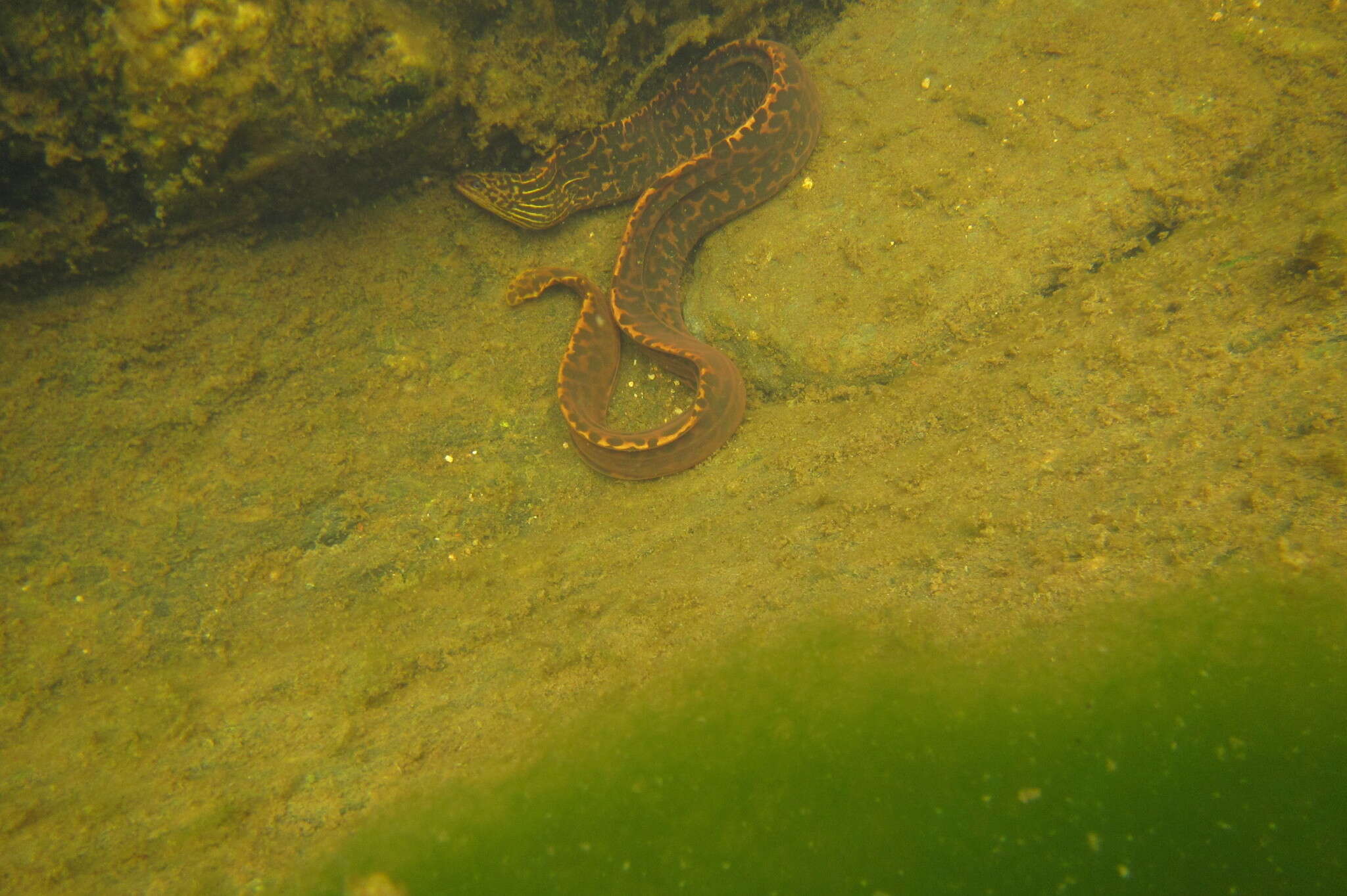 Image of Freshwater Moray