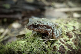 Image of Eupsophus altor Nuñez, Rabanal & Formas 2012