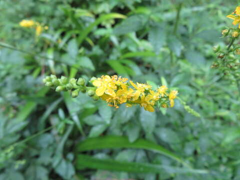 Image of Agrimonia pilosa var. japonica (Miq.) Nakai