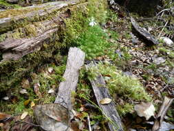 Caladenia nothofageti D. L. Jones, Molloy & M. A. Clem.的圖片