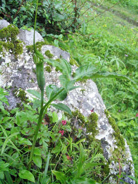 Image of Jacquemont's Cobra-Lily