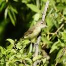 Sivun Vireo bellii medius Oberholser 1903 kuva