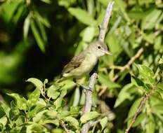 Vireo bellii medius Oberholser 1903 resmi