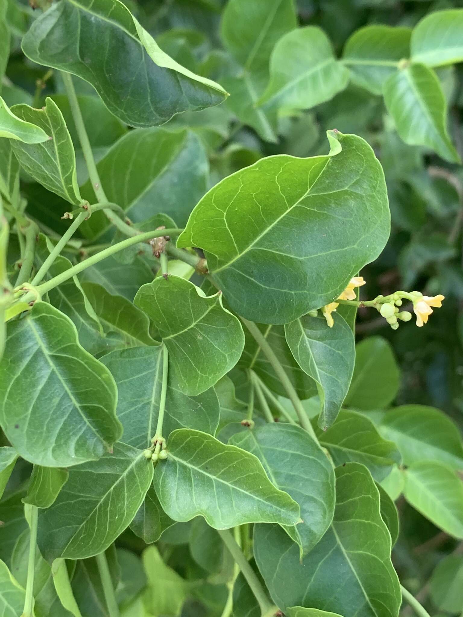 Plancia ëd Secamone parvifolia (Oliv.) Bullock