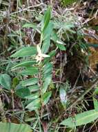 Image de Angraecum mauritianum (Poir.) Frapp.