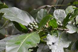 Image of Solanum rovirosanum J. D. Sm.